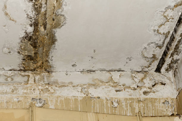 Trusted Concord, NH Mold Inspection, Removal & Remediation Experts